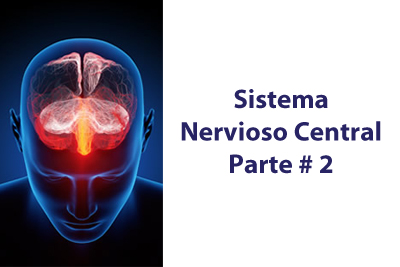 Sistema Nervioso Central # 2